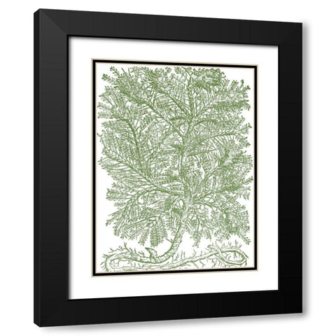 Mossy Branches IV Black Modern Wood Framed Art Print with Double Matting by du Monceau, Duhamel