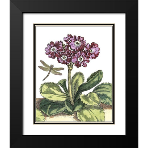 Garden Vignette IV Black Modern Wood Framed Art Print with Double Matting by De Bry, Johann