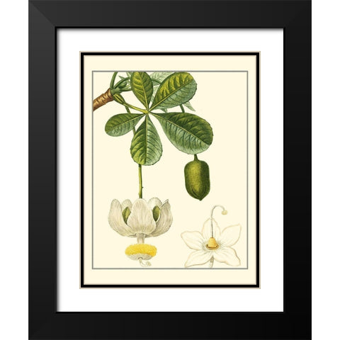 Turpin Tropicals II Black Modern Wood Framed Art Print with Double Matting by Turpin