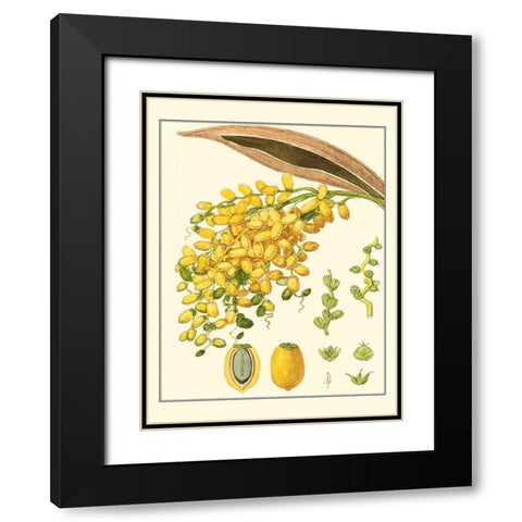 Turpin Tropicals VIII Black Modern Wood Framed Art Print with Double Matting by Turpin