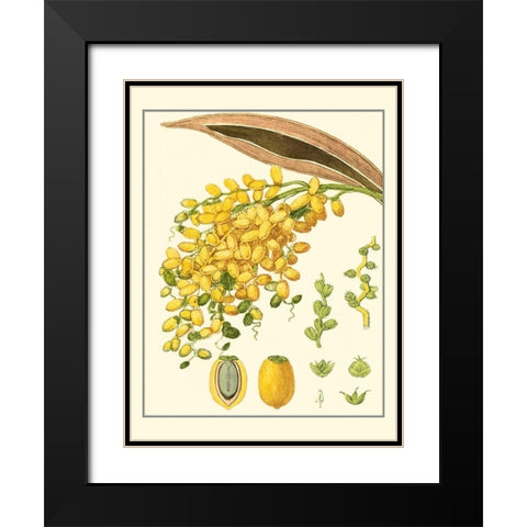 Turpin Tropicals VIII Black Modern Wood Framed Art Print with Double Matting by Turpin