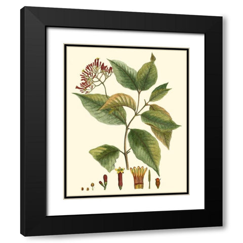 Crimson Botanical I Black Modern Wood Framed Art Print with Double Matting by Hierseman