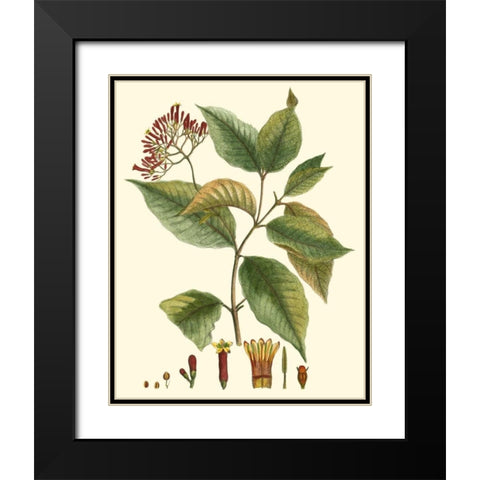 Crimson Botanical I Black Modern Wood Framed Art Print with Double Matting by Hierseman