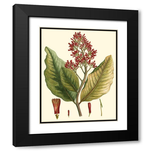 Crimson Botanical II Black Modern Wood Framed Art Print with Double Matting by Hierseman