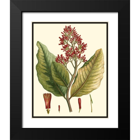 Crimson Botanical II Black Modern Wood Framed Art Print with Double Matting by Hierseman