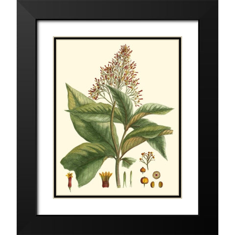 Crimson Botanical III Black Modern Wood Framed Art Print with Double Matting by Hierseman