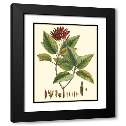 Crimson Botanical IV Black Modern Wood Framed Art Print with Double Matting by Hierseman