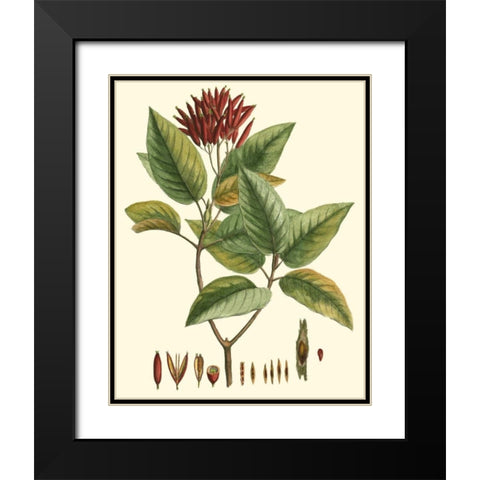 Crimson Botanical IV Black Modern Wood Framed Art Print with Double Matting by Hierseman