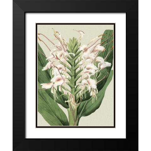 Small Orchid Blooms IV Black Modern Wood Framed Art Print with Double Matting by Vision Studio