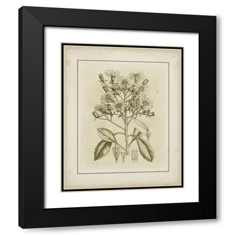 Small Tinted Botanical I Black Modern Wood Framed Art Print with Double Matting by Curtis
