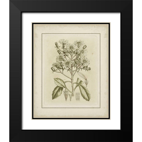 Small Tinted Botanical I Black Modern Wood Framed Art Print with Double Matting by Curtis