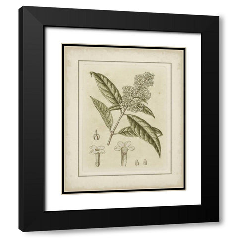 Small Tinted Botanical II Black Modern Wood Framed Art Print with Double Matting by Curtis