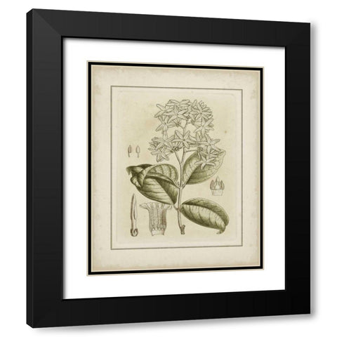 Small Tinted Botanical III Black Modern Wood Framed Art Print with Double Matting by Curtis