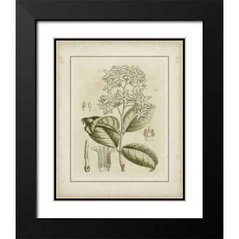 Small Tinted Botanical III Black Modern Wood Framed Art Print with Double Matting by Curtis
