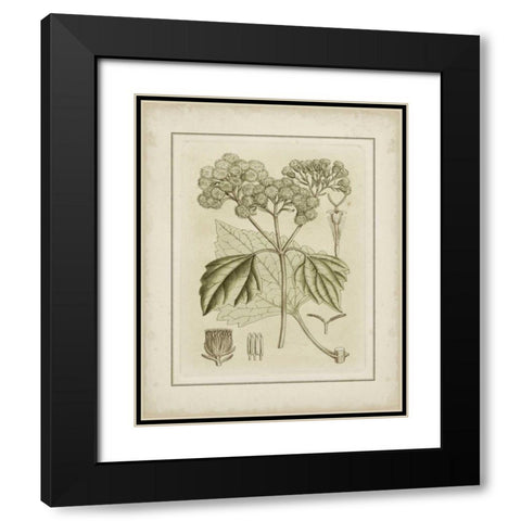Small Tinted Botanical IV Black Modern Wood Framed Art Print with Double Matting by Curtis