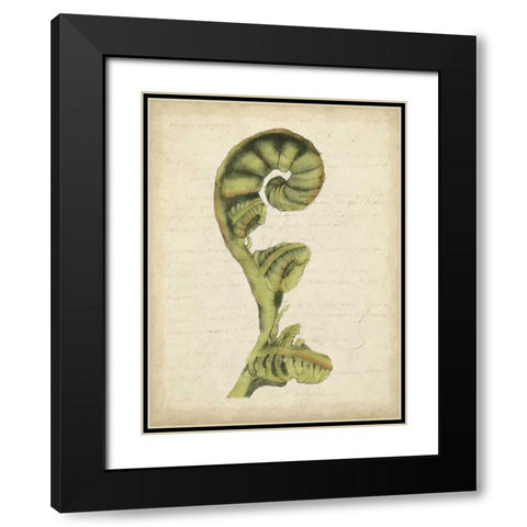 Small Fiddlehead Ferns I Black Modern Wood Framed Art Print with Double Matting by Goldberger, Jennifer