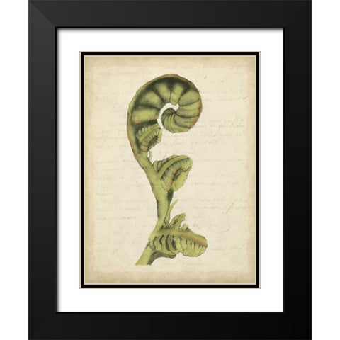 Small Fiddlehead Ferns I Black Modern Wood Framed Art Print with Double Matting by Goldberger, Jennifer