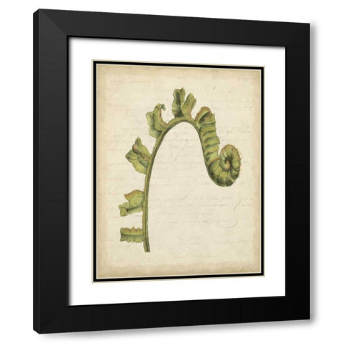 Small Fiddlehead Ferns III Black Modern Wood Framed Art Print with Double Matting by Goldberger, Jennifer