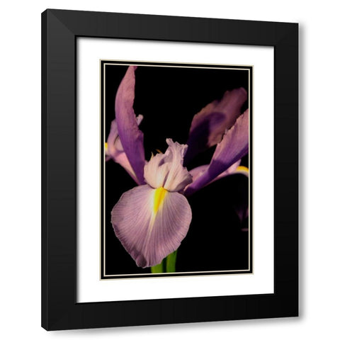Small Sweet Iris I Black Modern Wood Framed Art Print with Double Matting by Stramel, Renee W.