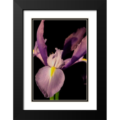 Small Sweet Iris I Black Modern Wood Framed Art Print with Double Matting by Stramel, Renee W.