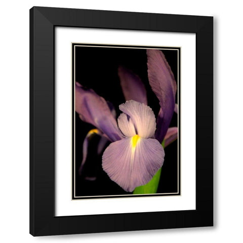 Small Sweet Iris II Black Modern Wood Framed Art Print with Double Matting by Stramel, Renee W.