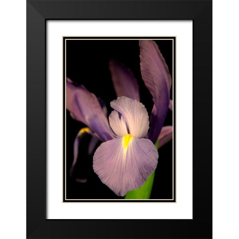 Small Sweet Iris II Black Modern Wood Framed Art Print with Double Matting by Stramel, Renee W.