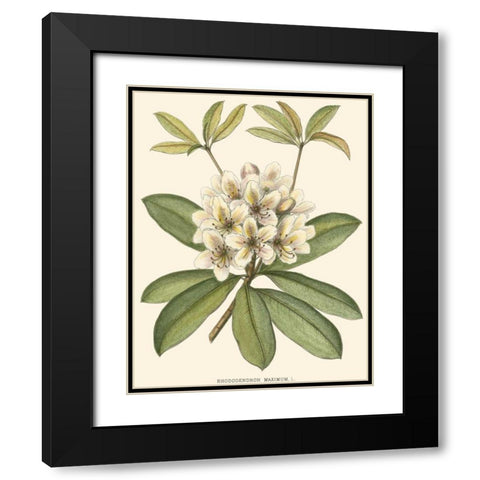 Rhododendron Black Modern Wood Framed Art Print with Double Matting by Silva, John