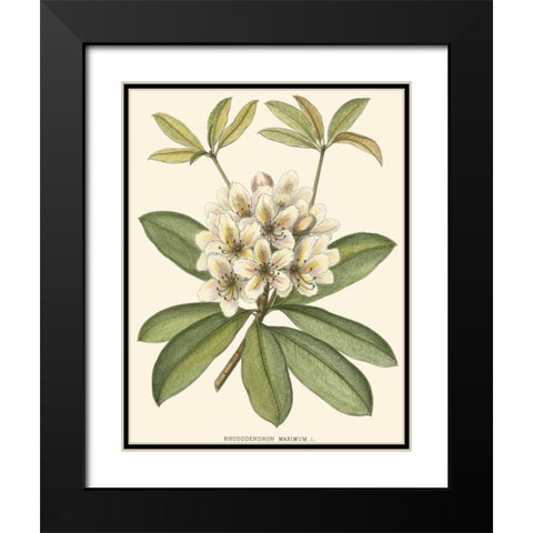 Rhododendron Black Modern Wood Framed Art Print with Double Matting by Silva, John