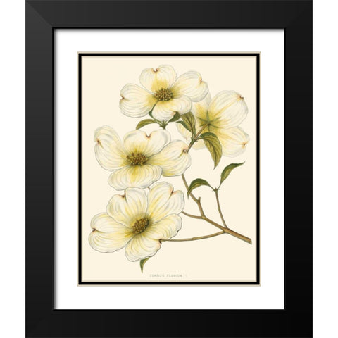 Dogwood Black Modern Wood Framed Art Print with Double Matting by Silva, John