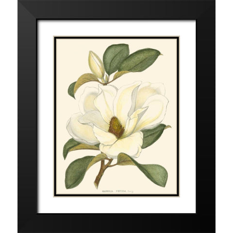 Magnolia Black Modern Wood Framed Art Print with Double Matting by Silva, John