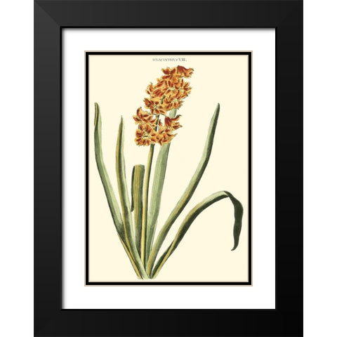 Antique Hyacinth VIII Black Modern Wood Framed Art Print with Double Matting by Trew, Christopher J.