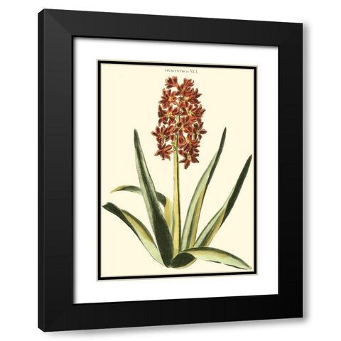 Antique Hyacinth XVI Black Modern Wood Framed Art Print with Double Matting by Trew, Christopher J.