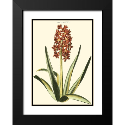 Antique Hyacinth XVI Black Modern Wood Framed Art Print with Double Matting by Trew, Christopher J.