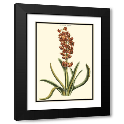 Antique Hyacinth VII Black Modern Wood Framed Art Print with Double Matting by Trew, Christopher J.