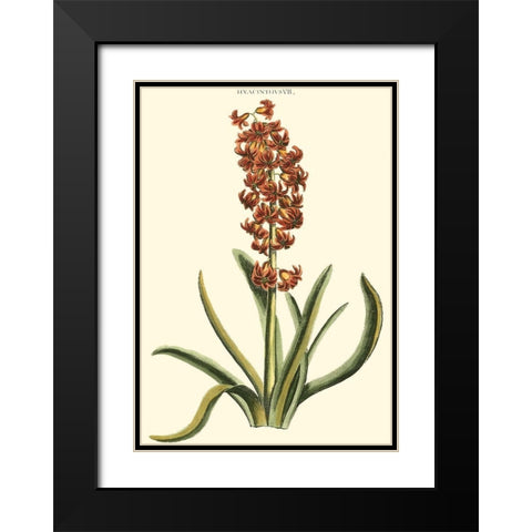 Antique Hyacinth VII Black Modern Wood Framed Art Print with Double Matting by Trew, Christopher J.