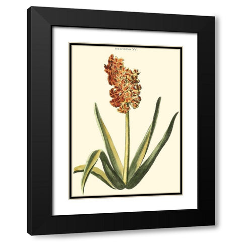 Antique Hyacinth XV Black Modern Wood Framed Art Print with Double Matting by Trew, Christopher J.