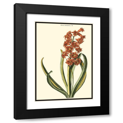 Antique Hyacinth V Black Modern Wood Framed Art Print with Double Matting by Trew, Christopher J.
