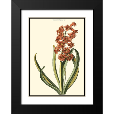 Antique Hyacinth V Black Modern Wood Framed Art Print with Double Matting by Trew, Christopher J.