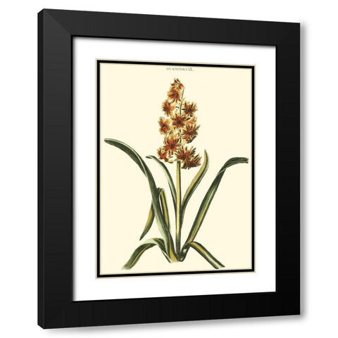 Antique Hyacinth IX Black Modern Wood Framed Art Print with Double Matting by Trew, Christopher J.