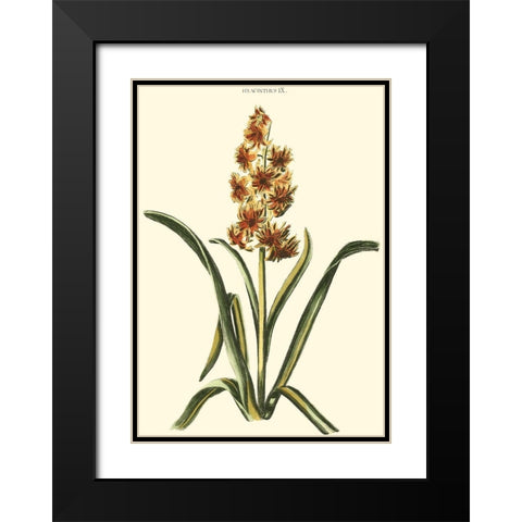 Antique Hyacinth IX Black Modern Wood Framed Art Print with Double Matting by Trew, Christopher J.