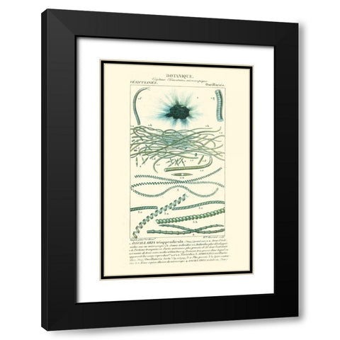 Turpin Botany IV Black Modern Wood Framed Art Print with Double Matting by Turpin