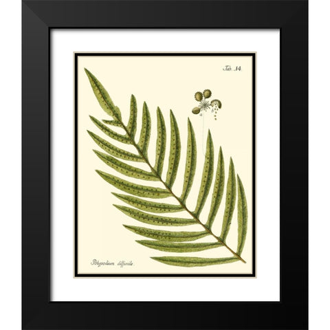 Small Antique Fern I Black Modern Wood Framed Art Print with Double Matting by Vision Studio
