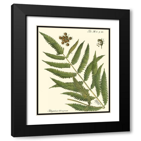 Small Antique Fern II Black Modern Wood Framed Art Print with Double Matting by Vision Studio