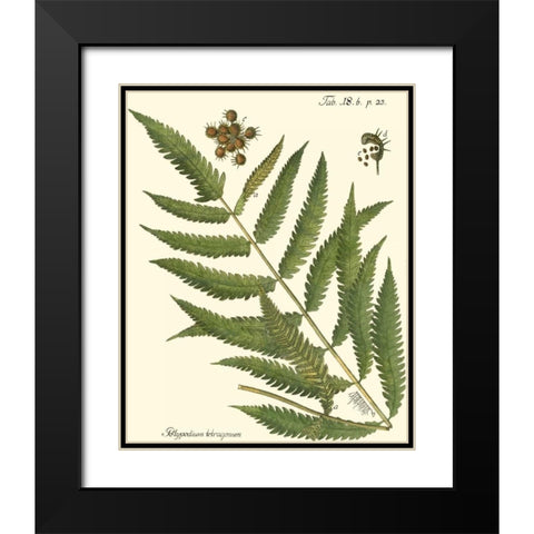 Small Antique Fern II Black Modern Wood Framed Art Print with Double Matting by Vision Studio