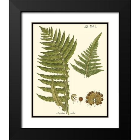 Small Antique Fern III Black Modern Wood Framed Art Print with Double Matting by Vision Studio