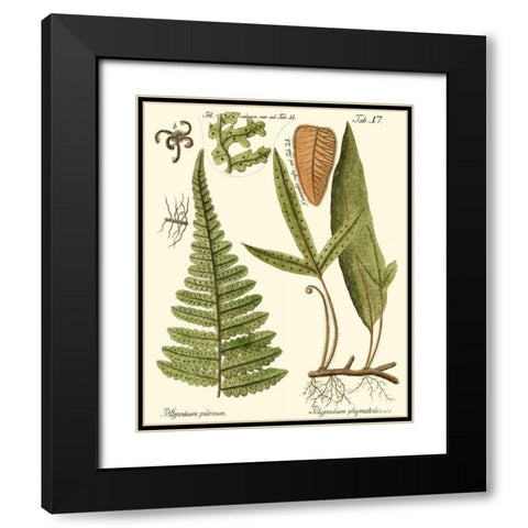 Small Antique Fern IV Black Modern Wood Framed Art Print with Double Matting by Vision Studio