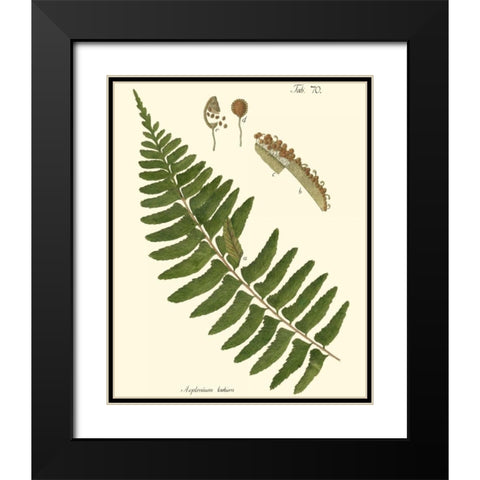 Small Antique Fern V Black Modern Wood Framed Art Print with Double Matting by Vision Studio