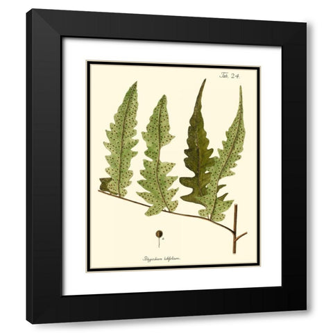 Small Antique Fern VII Black Modern Wood Framed Art Print with Double Matting by Vision Studio
