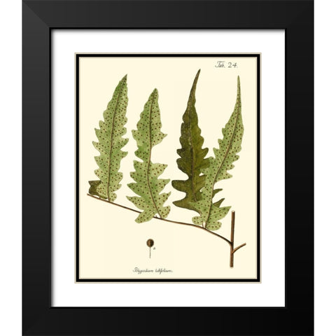 Small Antique Fern VII Black Modern Wood Framed Art Print with Double Matting by Vision Studio