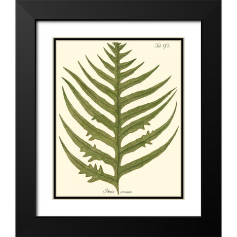 Small Antique Fern VIII Black Modern Wood Framed Art Print with Double Matting by Vision Studio